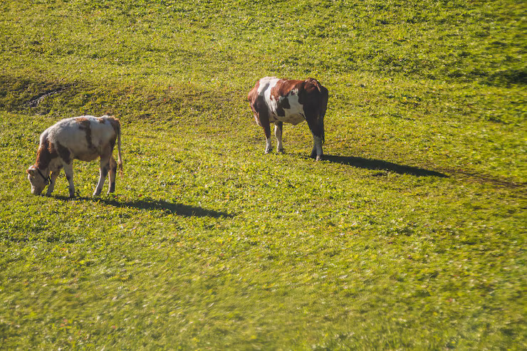Grass-fed cattle on open grassland